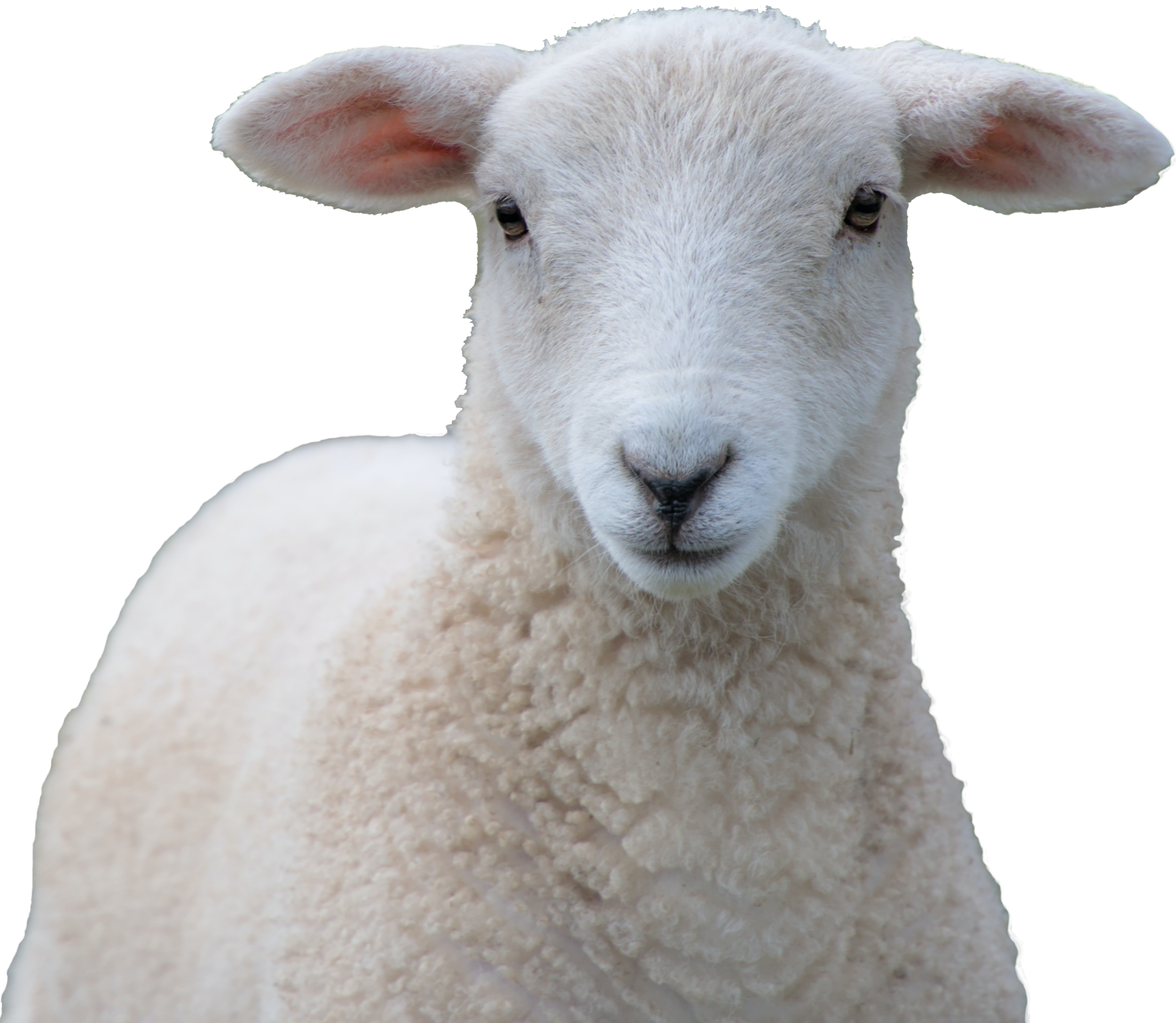 livestock-risk-protection-lamb-lrp